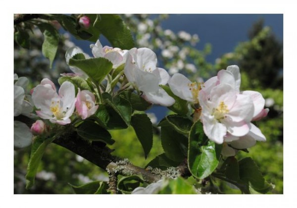 Blumen Grußkarten "Apfelblüten-1"