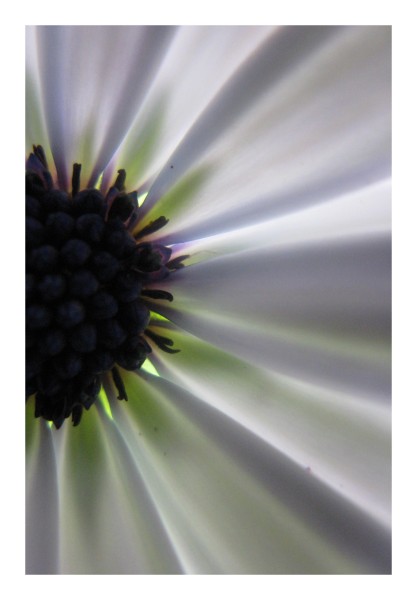 Blumen Grußkarten "Kapkörbchen"