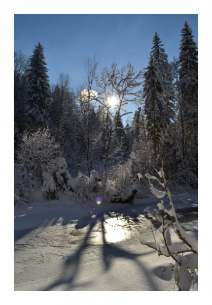 Winterkarte "Schneegehölz"