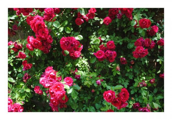 Blütenkarten "Rosen"