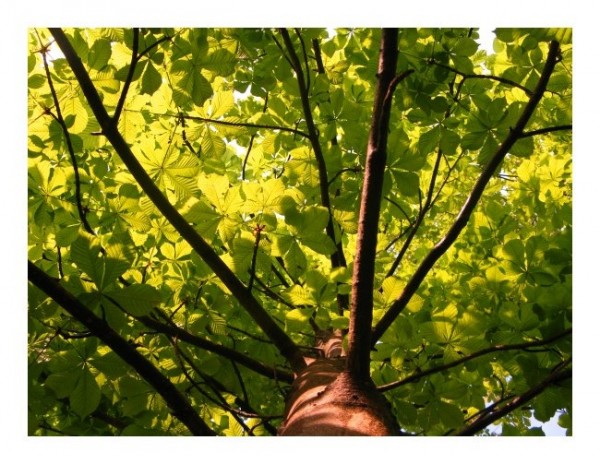 Grußkarte "Kastanienbaum"