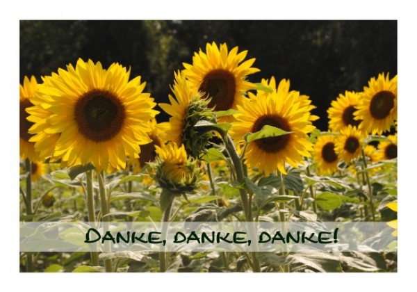 Dankeskarten "Sonnenblumen"