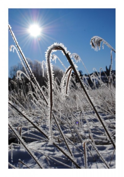 Winterpostkarten "Winterfeld"