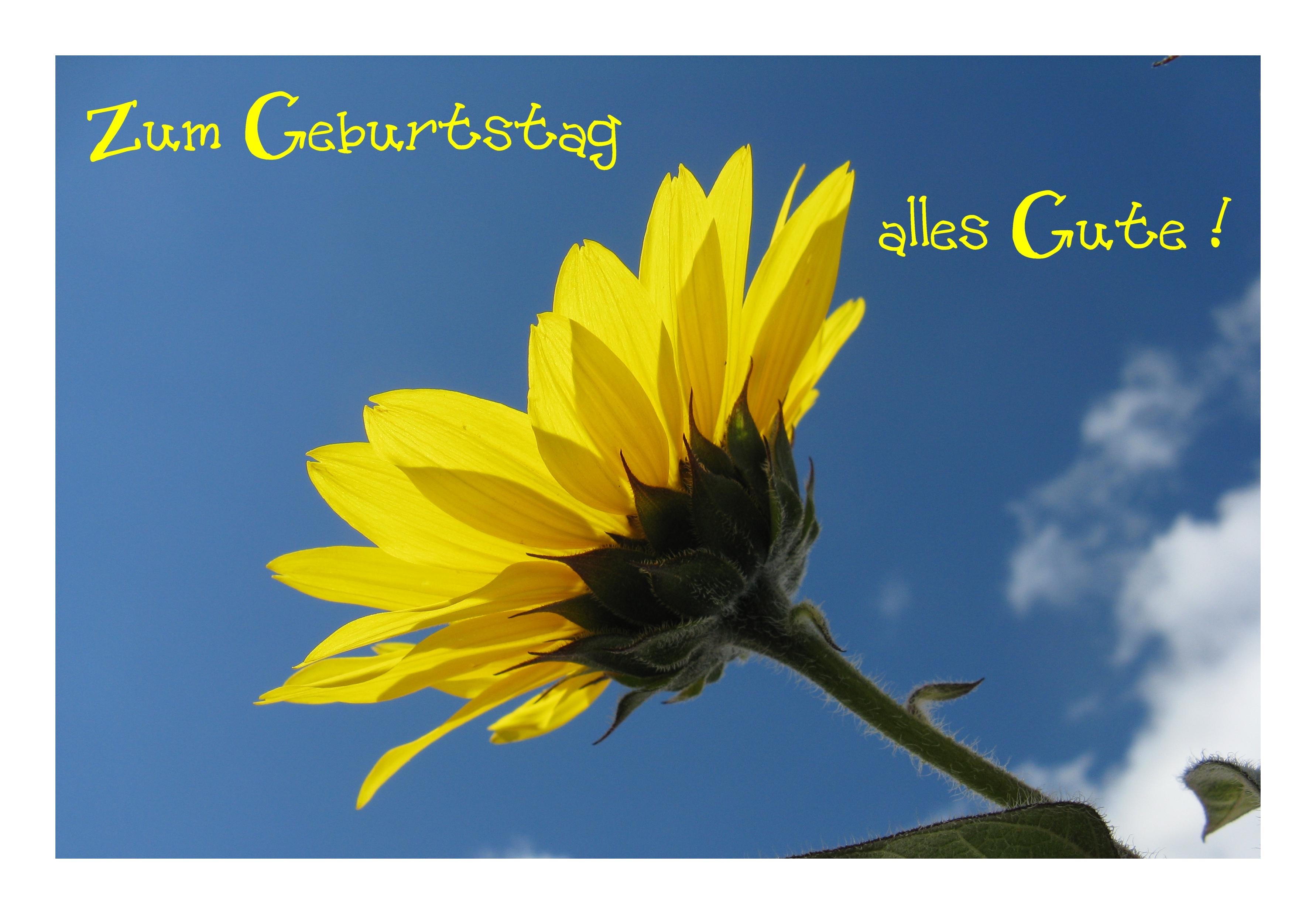 Schöne Geburtstagskarten "Sonnenblume" KLAPPKARTE & KUVERT