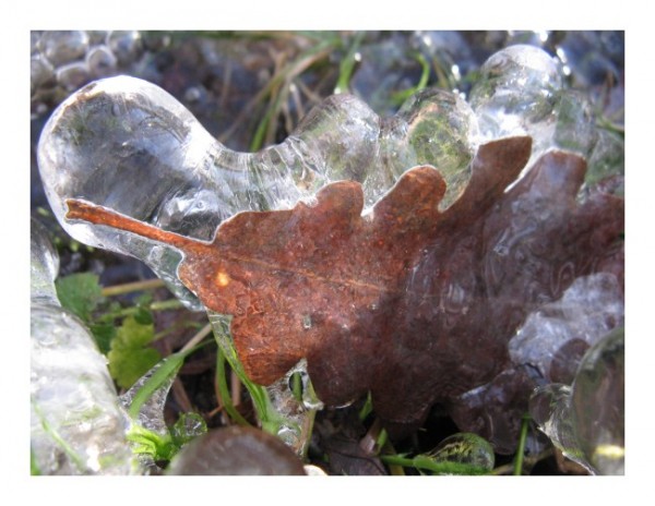 Grußkarten Winter "Eisblatt"