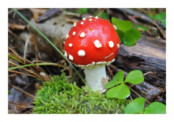Waldkarten "Fliegenpilz"