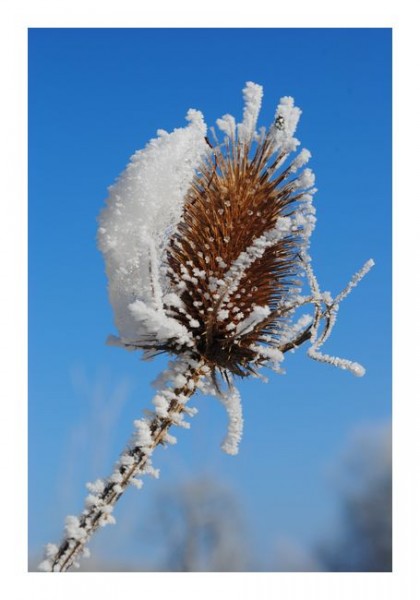 Winterpostkarten "Winterknospe"