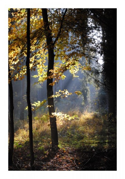 Baumkarten "Herbstlicht"