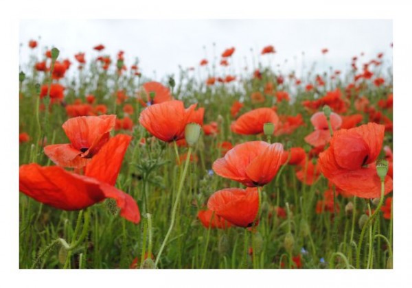 Blütenkarten "Mohnwiese-2"