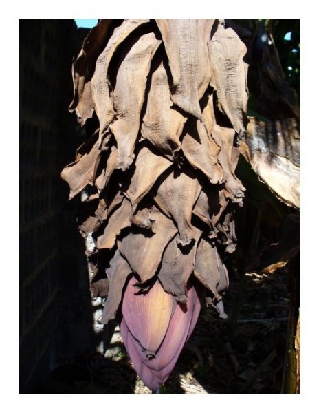 Glückwunschkarten "Bananenblüte"