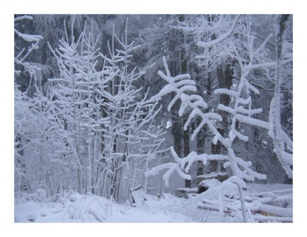 Grußkarten Winter "Wintersträucher"