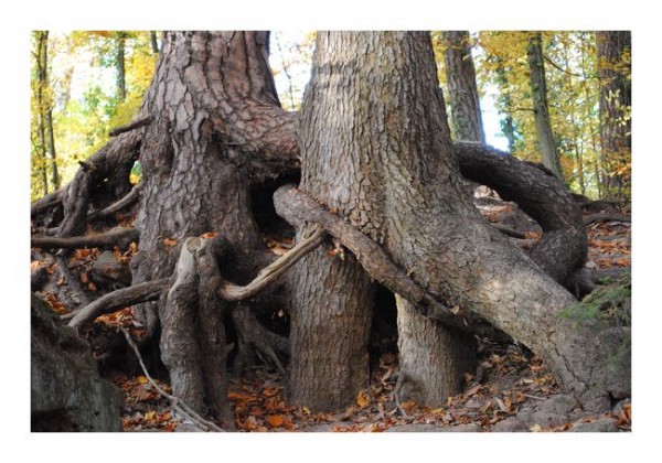 Grußkarten "Wurzelpaar"