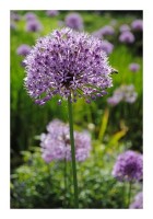 Landschaftskarte "Blütenpracht" Landschaftskarte "Blütenpracht"