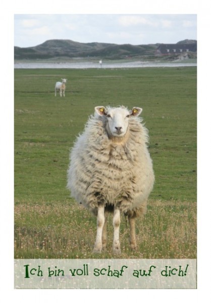 Karten mit Sprüchen "Ich bin schaf auf Dich"