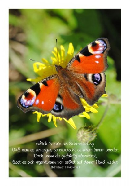 Sprüchekarte "Glück, ein Schmetterling"