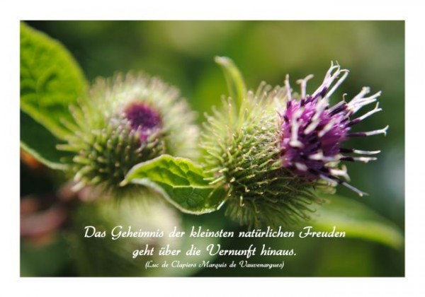 Sprüchekarte "Freude"