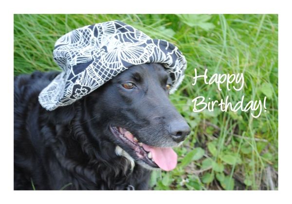 Lustige Geburtstagskarte "Hund" KLAPPKARTE &amp; KUVERT Naturzauber