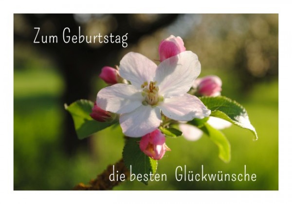 Glückwunschkarten Geburtstag "Apfelblüte" KLAPPKARTE & KUVERT