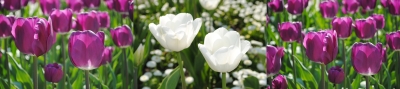 tulpen-mantra-mai